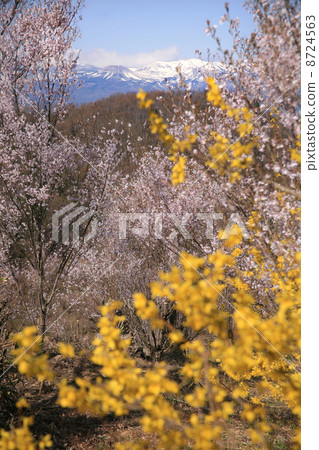 福島市花山山公園 8724563