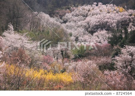 福島市花山山公園 8724564