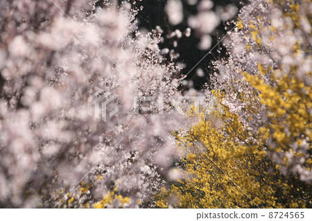 福島市花山山公園 8724565