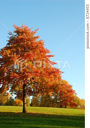 Autumn leaves 8724955