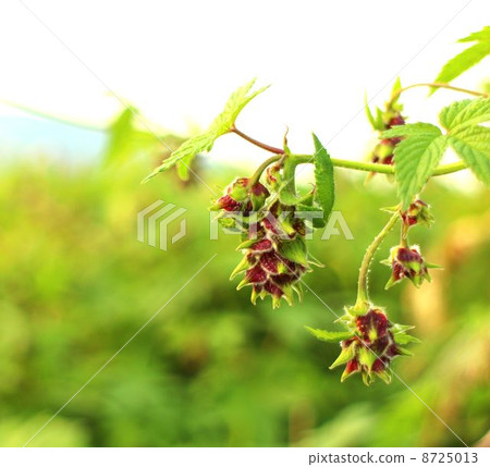 雜草，也可以是藥草Kanamura 8725013