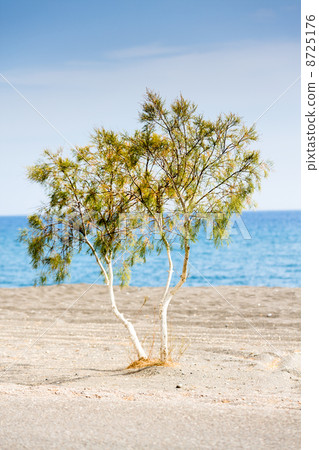 tree by the sea tree by the sea 8725176