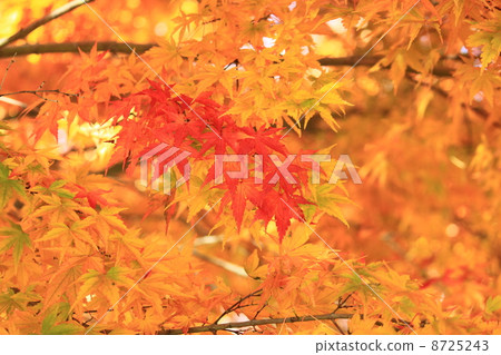 紅楓 8725243