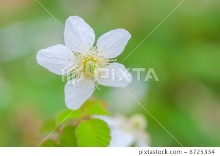 Flowers Flowers 8725334