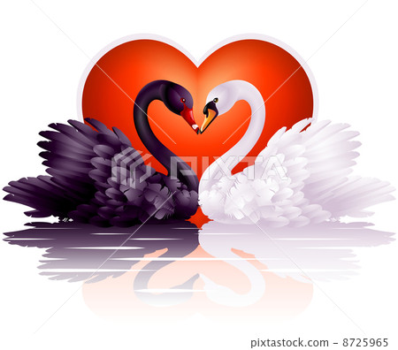 Two graceful swans in love 8725965