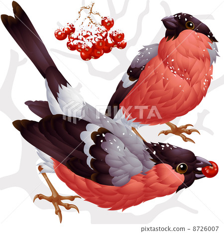 Vector bullfinch and ashberry 8726007