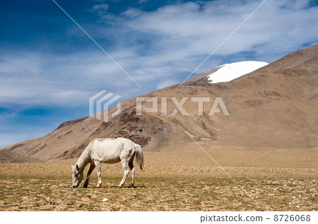 White wild horse at Himalaya mountains. India 8726068