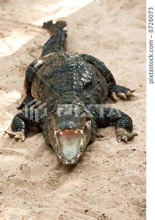 Crocodile basking in the sun 8726073