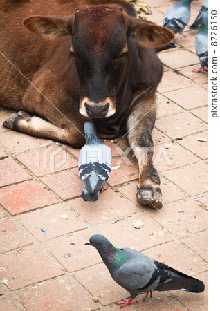 Holy cow and pigeons at Durbar Square. Nepal 8726150