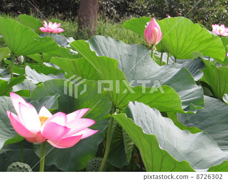 Ancient lotus Ancient lotus 8726302