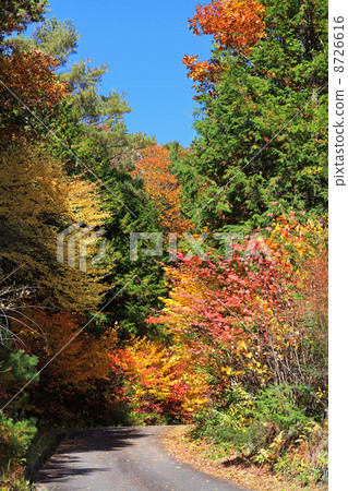 Akazawa natural recreation forest · autumn leaves Akazawa natural recreation forest · autumn leaves 8726616