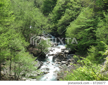 新鮮的綠色Aokigawa Oka村 8726877