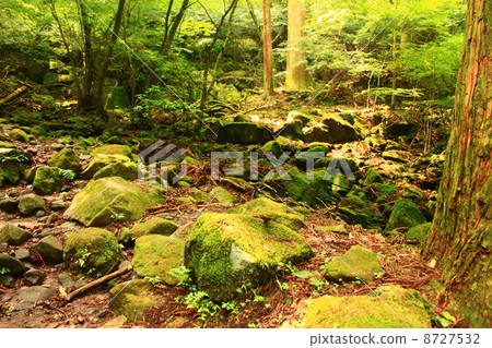 Forest of Hikoshiyama Forest of Hikoshiyama 8727532