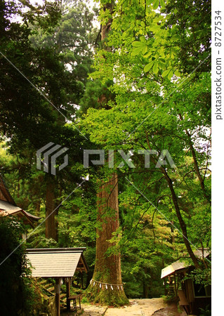 Hidehiko Tengu cedar 8727534