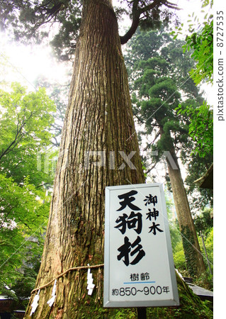 Hidehiko Tengu雪松 8727535