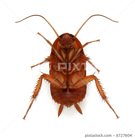 Cockroach [larva ventral] 8727604