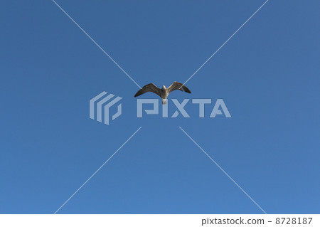seagull seagull 8728187