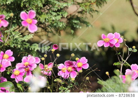 Shumayigiku Hadosupen豐富 Shumayigiku Hadosupen豐富 8728638