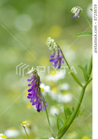 Nayokusafuji Nayokusafuji 8728659