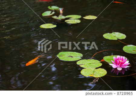 Pond with pink waterlily 8728965