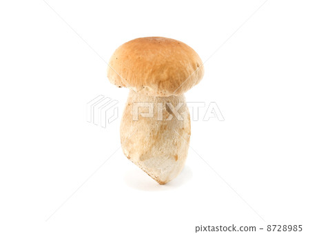 white mushroom 8728985