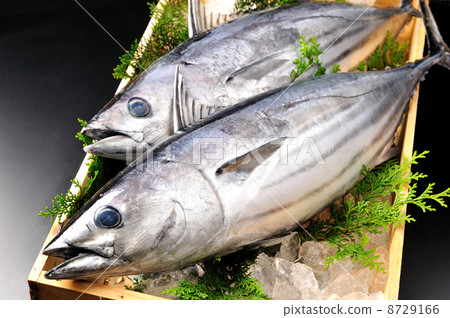 Bonito Bonito 8729166