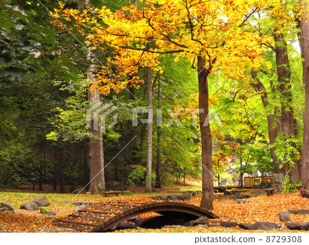 Landscape with yellow leaves and drum bridge Landscape with yellow leaves and drum bridge 8729308