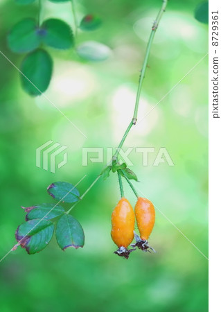 Rose hip 8729361