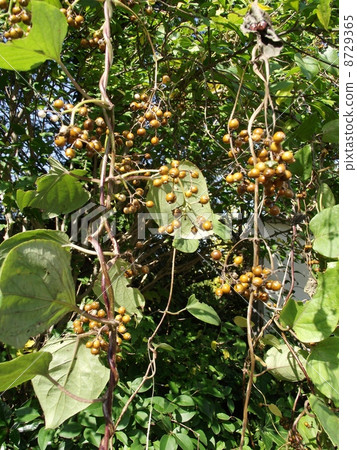 Hexokazura fruits are swaying in the wind Hexokazura fruits are swaying in the wind 8729365