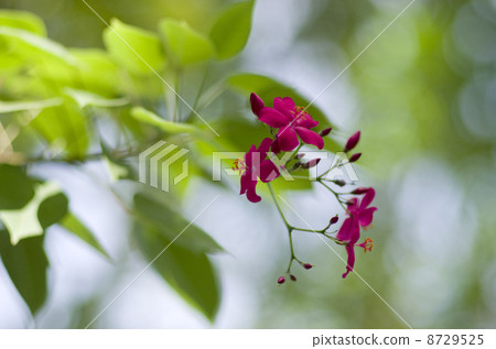 羚牛'Zakura 羚牛'Zakura 8729525