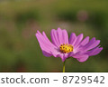 Cosmos 8729542