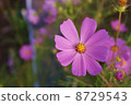 Cosmos 8729543