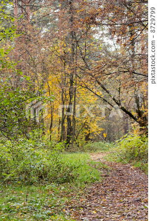 The road in the autumn wood 8729799