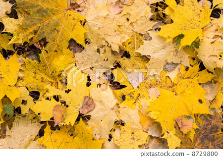 Autumn maple leaves in the wood 8729800
