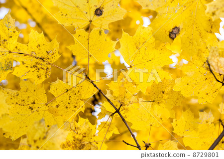 Autumn maple leaves in the wood Autumn maple leaves in the wood 8729801
