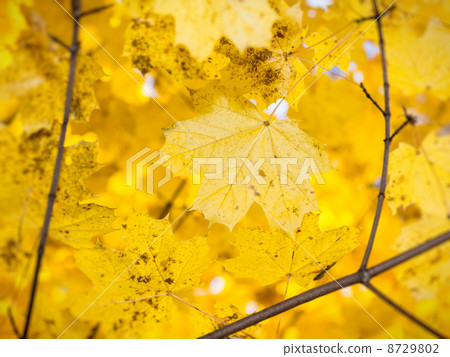 Autumn maple leaves in the wood Autumn maple leaves in the wood 8729802