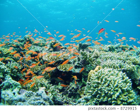 Coral Reef 8729915