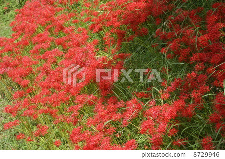 群集孤挺花 群集孤挺花 8729946
