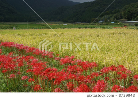 群集孤挺花 群集孤挺花 8729948