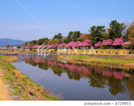 在半樹途中的櫻花在京都 8729955