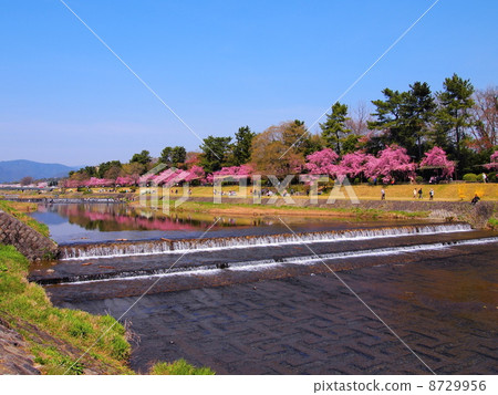 在半樹途中的櫻花在京都 在半樹途中的櫻花在京都 8729956