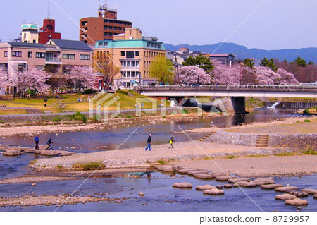 春天的鴨川三角洲 8729957