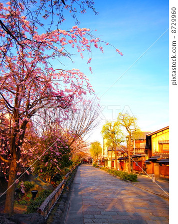 Kyoto · Gion Sakura in Shirakawa 8729960