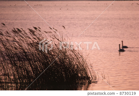 伊豆沼在黃昏 8730119