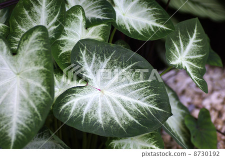 CARADIUM'AARON' 8730192