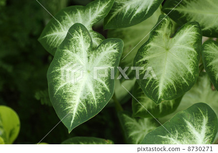 CARADIUM 'AARON' CARADIUM 'AARON' 8730271