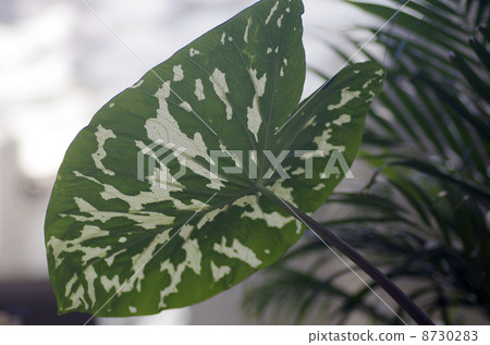 CARADIUM "HIRO BEAUTY" CARADIUM "HIRO BEAUTY" 8730283