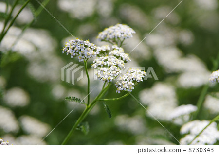 Yarrow Yarrow 8730343