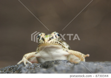 Tonosawa frog Tonosawa frog 8730344