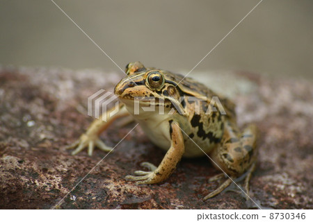 Tonosawa青蛙 Tonosawa青蛙 8730346